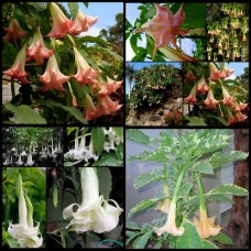 Brugmansia Mixed x 3 Plants Angel's Trumpet Flowers Colours Hardy Tall Shrubs Small Trees Datura Daytura fragrant flowering 